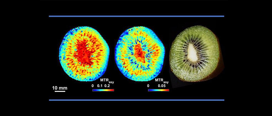 Nicht-invasive CEST-MRT der Zucker- (links) und Aminosäurenverteilung (rechts) in einer Kiwi.